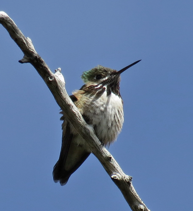 Calliope Hummingbird - David Nickerson