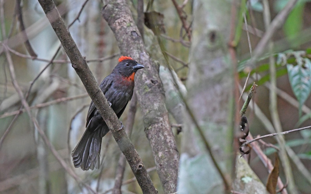 Sooty Ant-Tanager - Christoph Moning