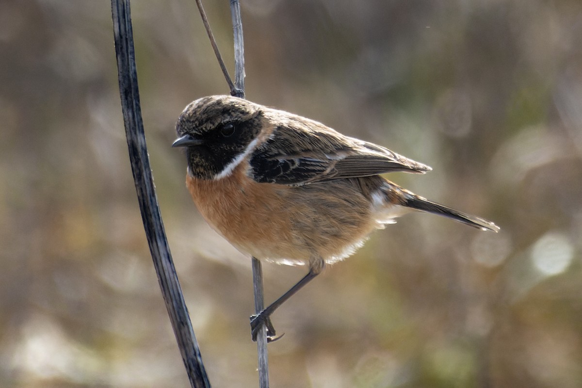 Taşkuşu - ML557614141