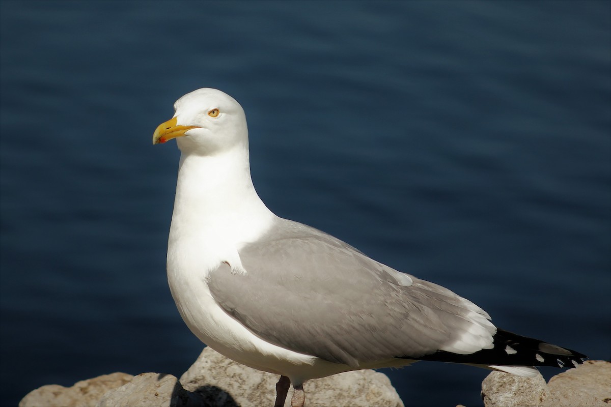 Herring Gull - ML55761501