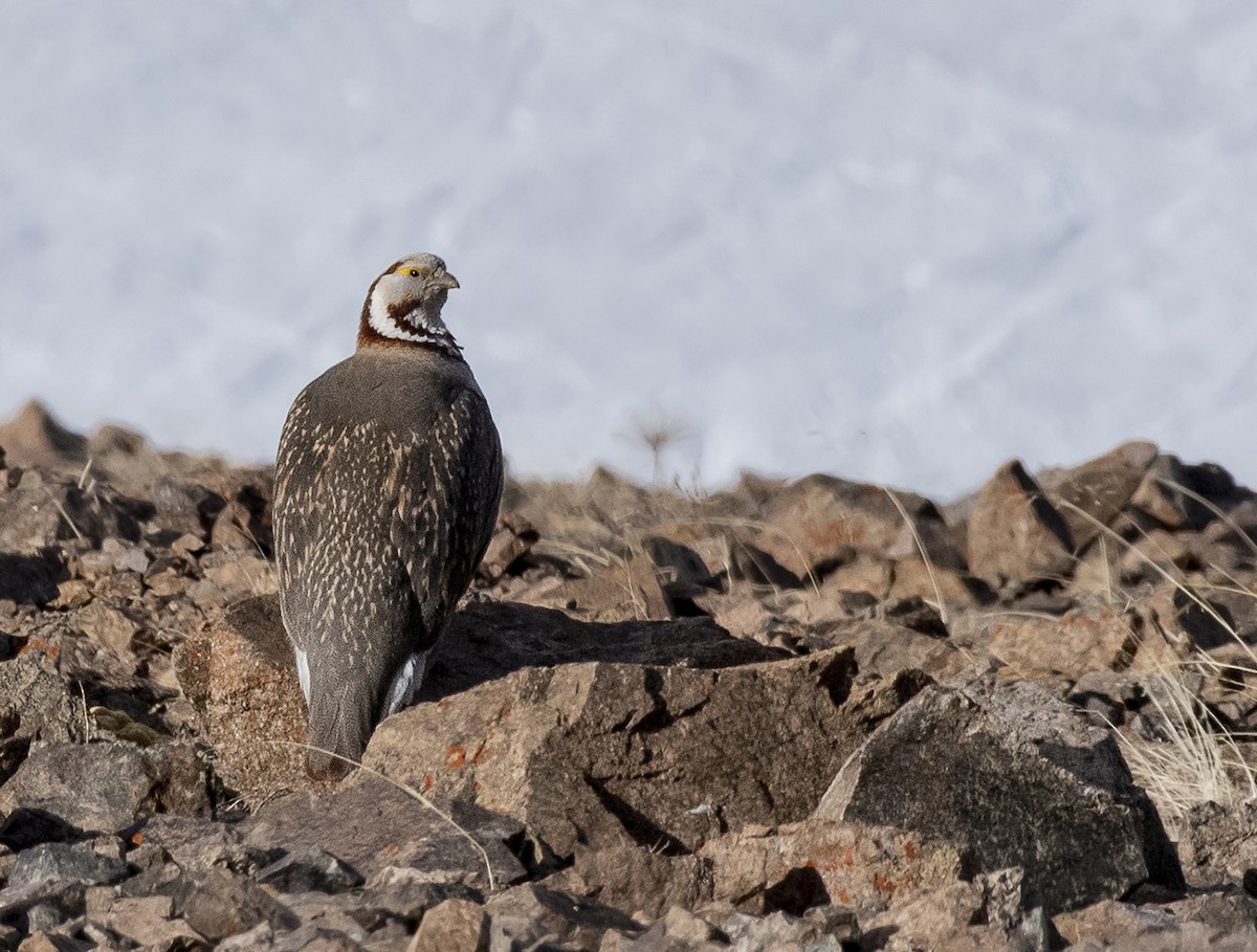 Himalayan Snowcock - ML557616301