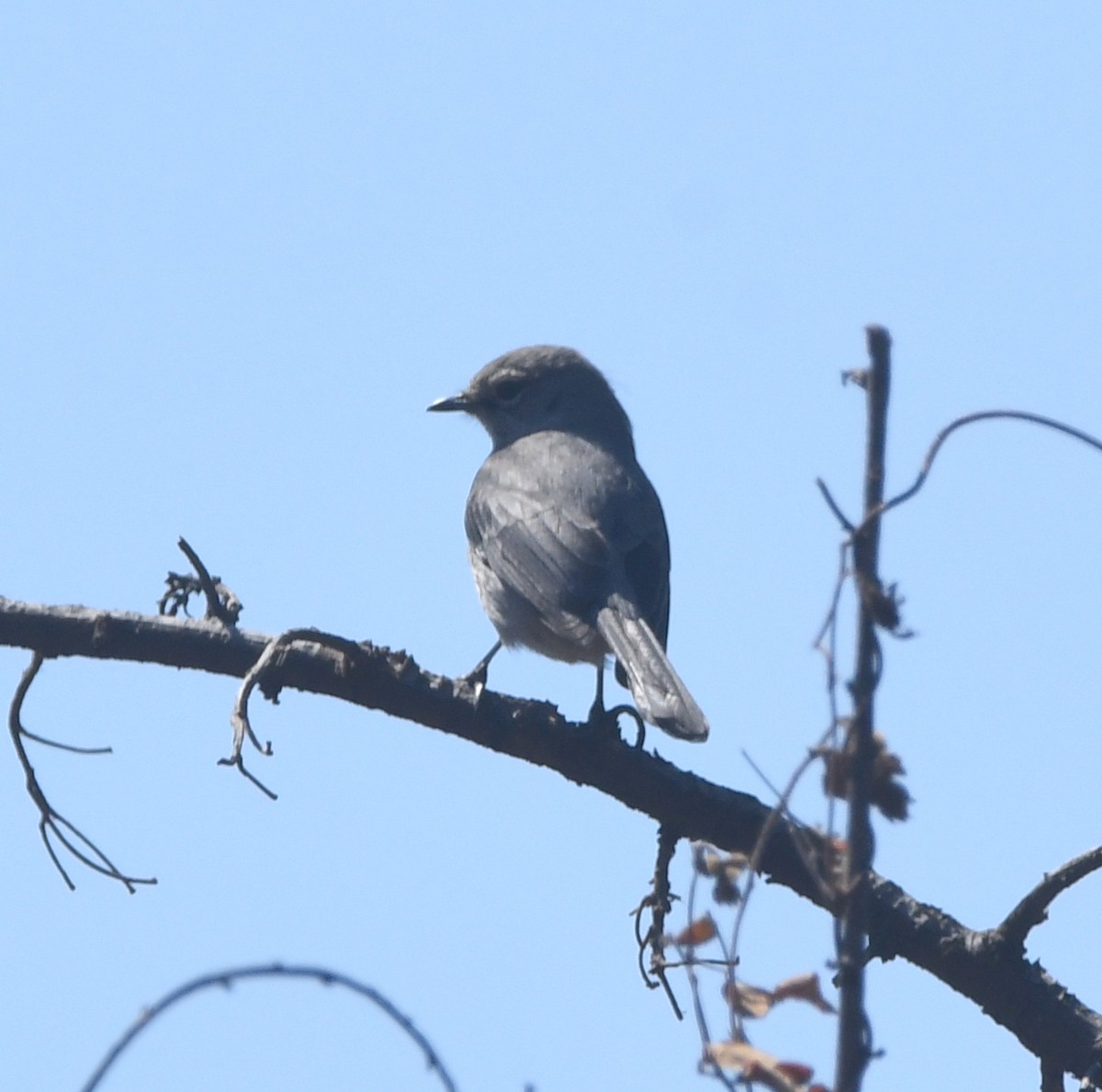 Gözlüklü Drongo Sinekkapanı - ML557616571