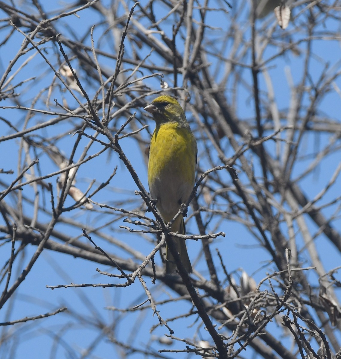 Serin à calotte jaune - ML557617291