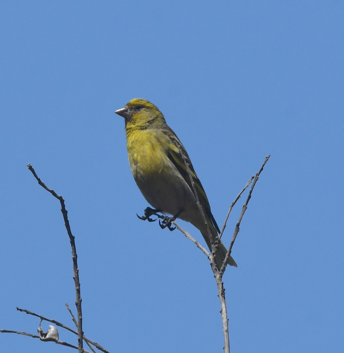 Yellow-crowned Canary - Gabriel Jamie