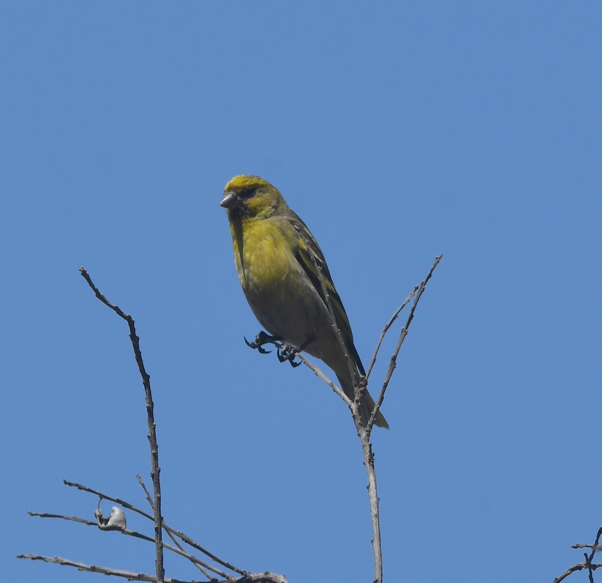 Serin à calotte jaune - ML557617681