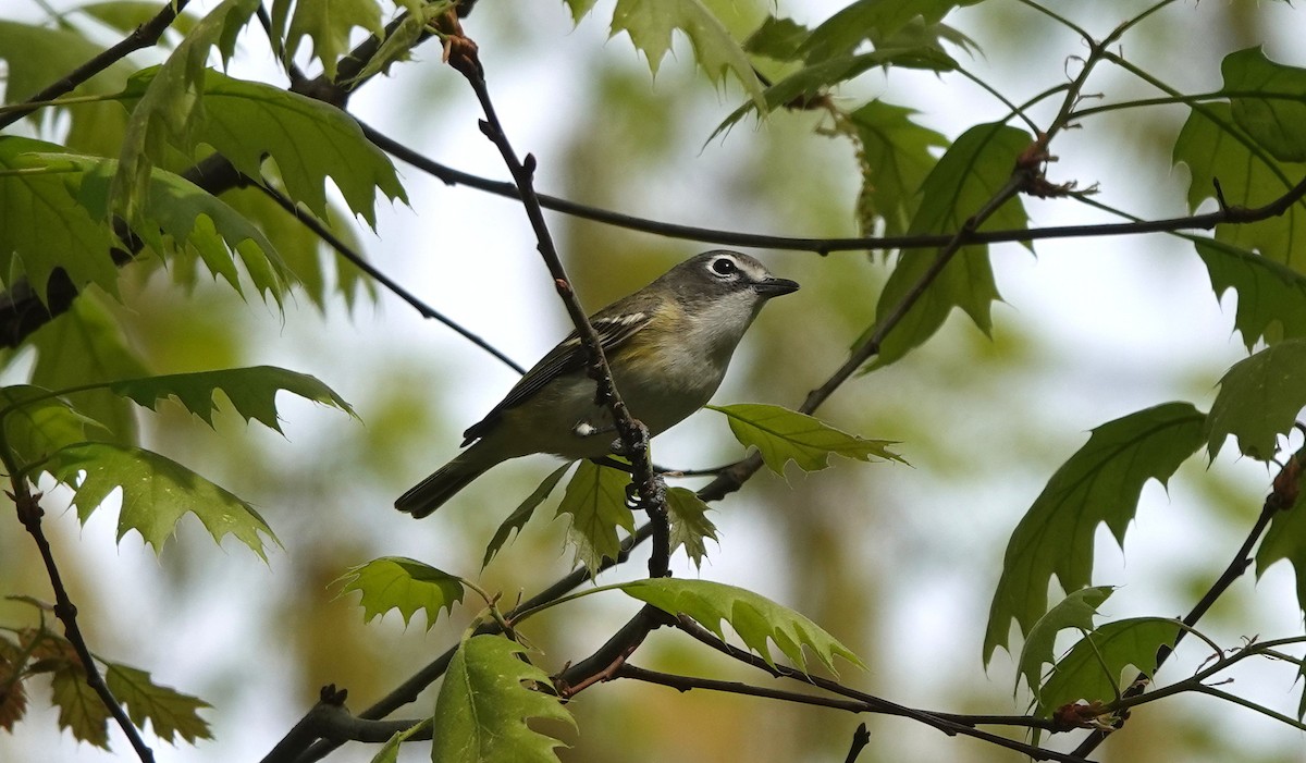 Blue-headed Vireo - ML557618391