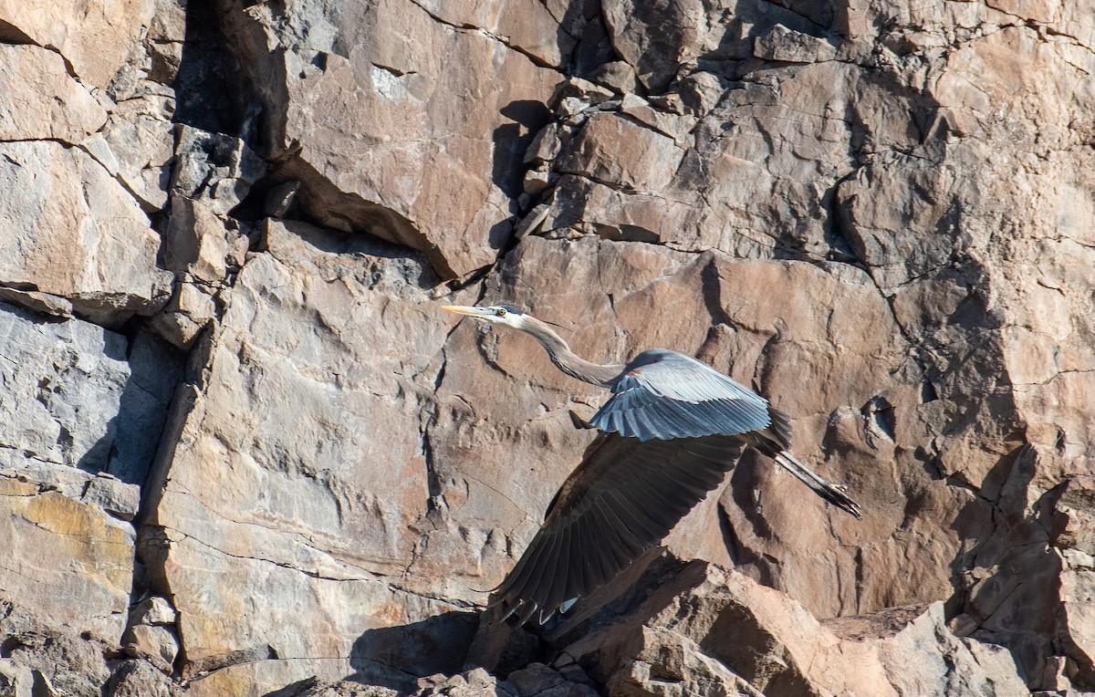 Great Blue Heron - Jim Yeskett