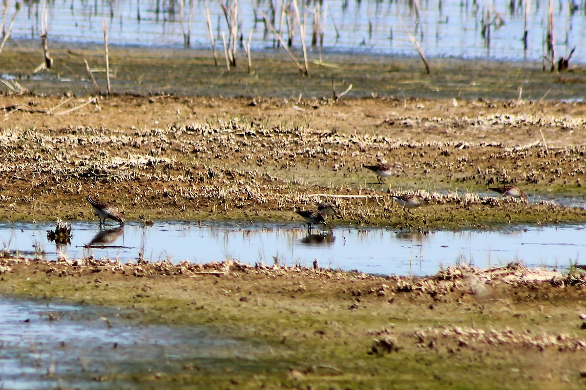 Least Sandpiper - ML55761921