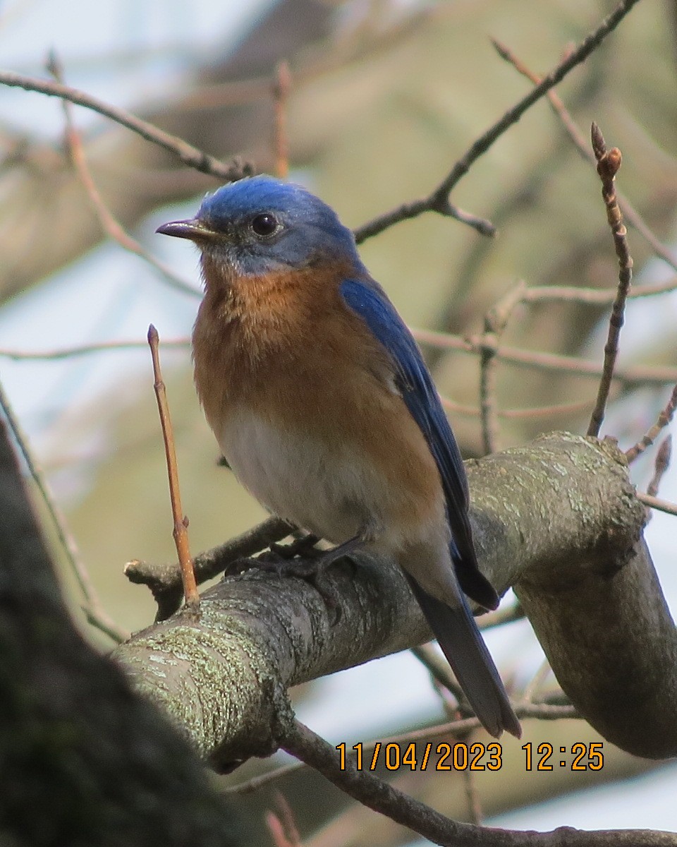 Eastern Bluebird - ML557619221