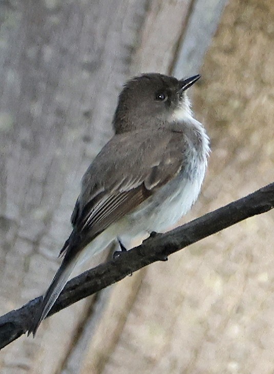 Eastern Phoebe - ML557619651