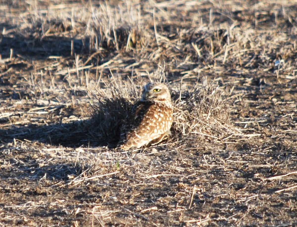 Burrowing Owl - ML557620001