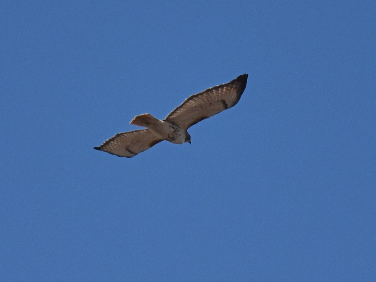 Red-tailed Hawk - ML557620241