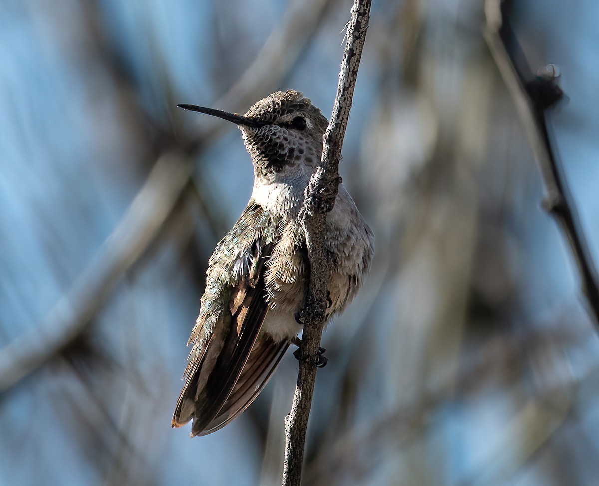 Anna's Hummingbird - ML557621131