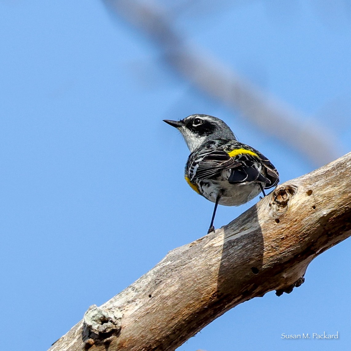 Yellow-rumped Warbler - ML557621371