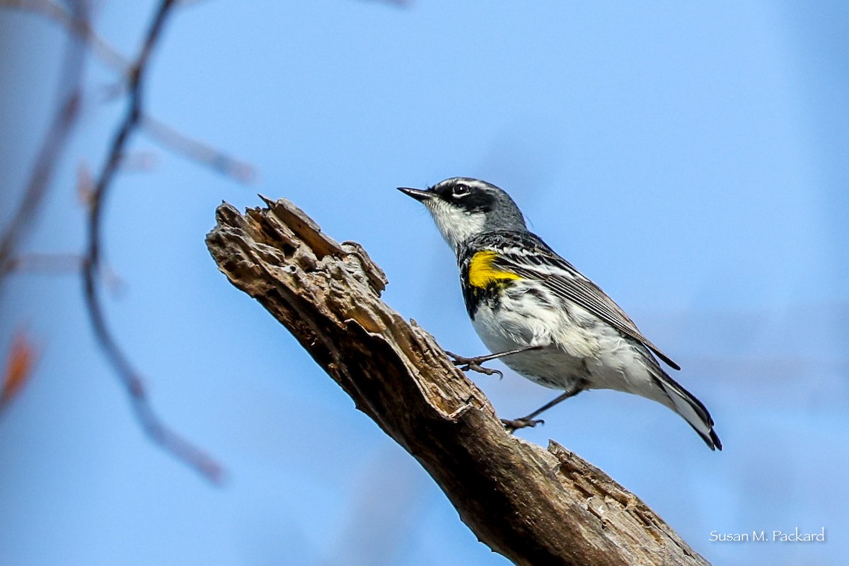 Yellow-rumped Warbler - ML557621381