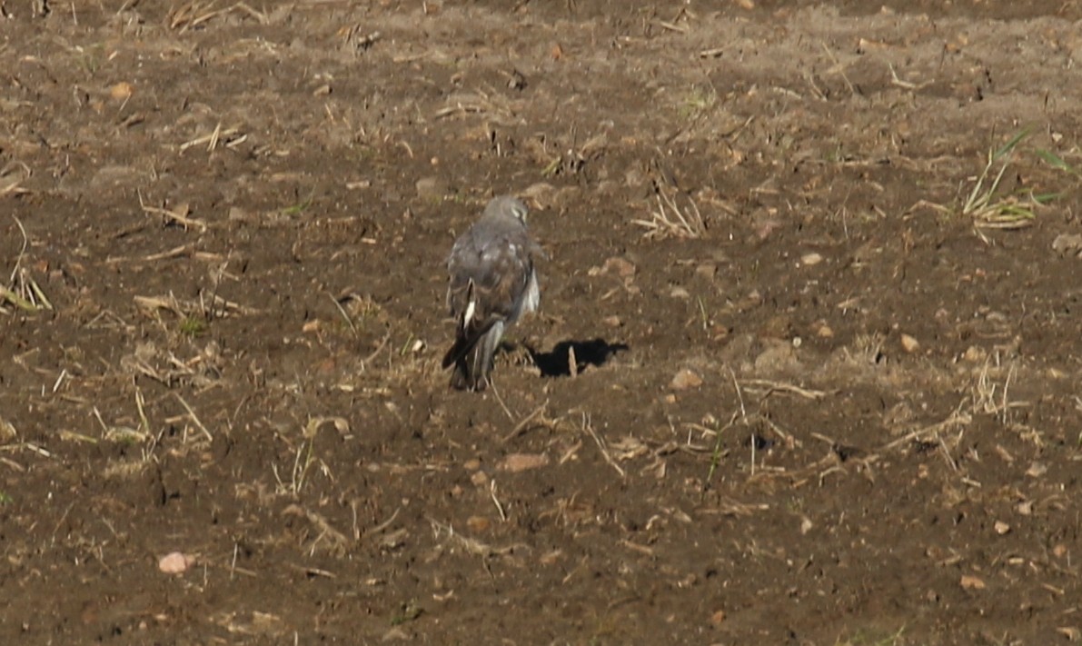 Northern Harrier - ML557621711