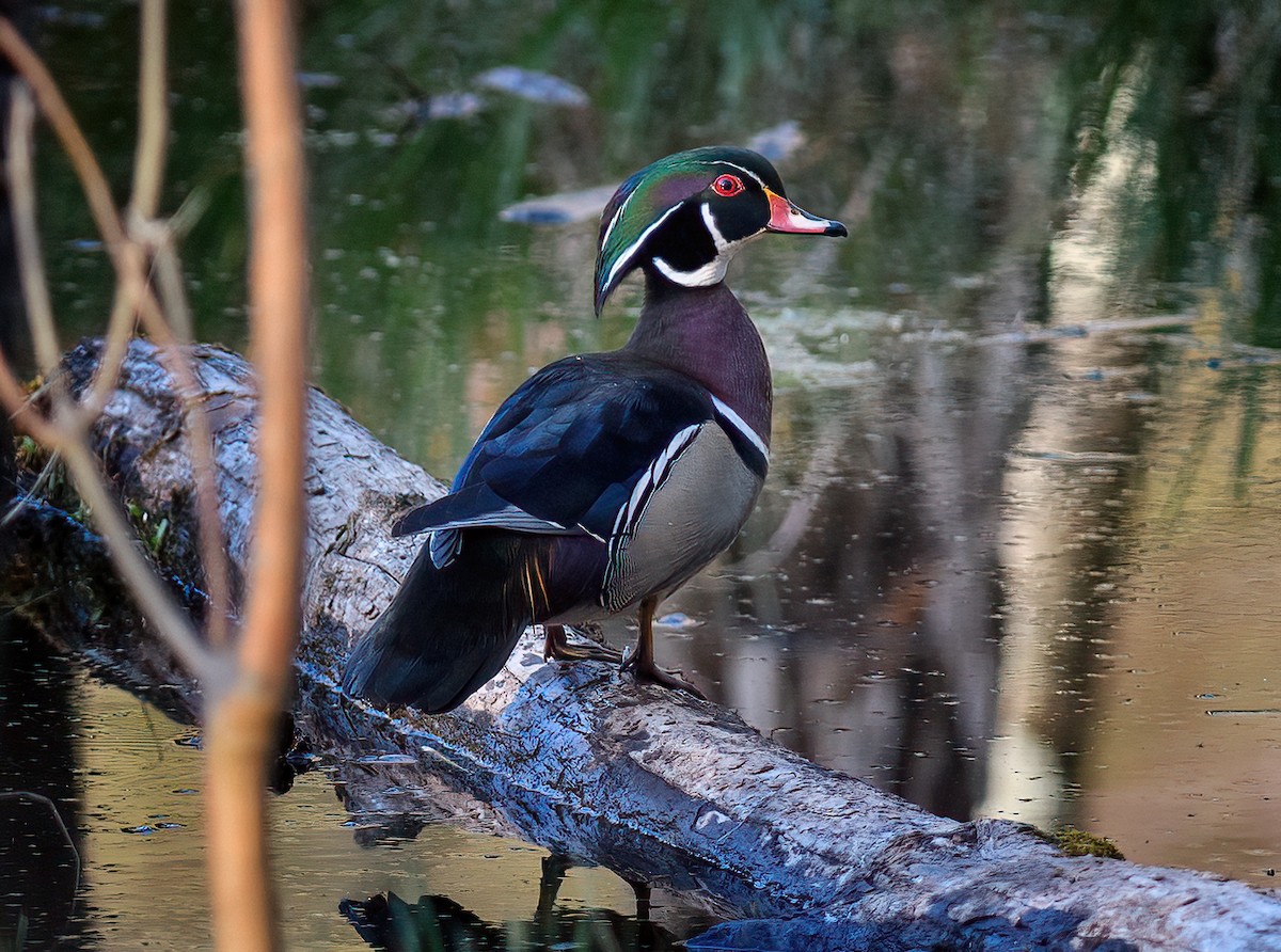 Wood Duck - ML557621761