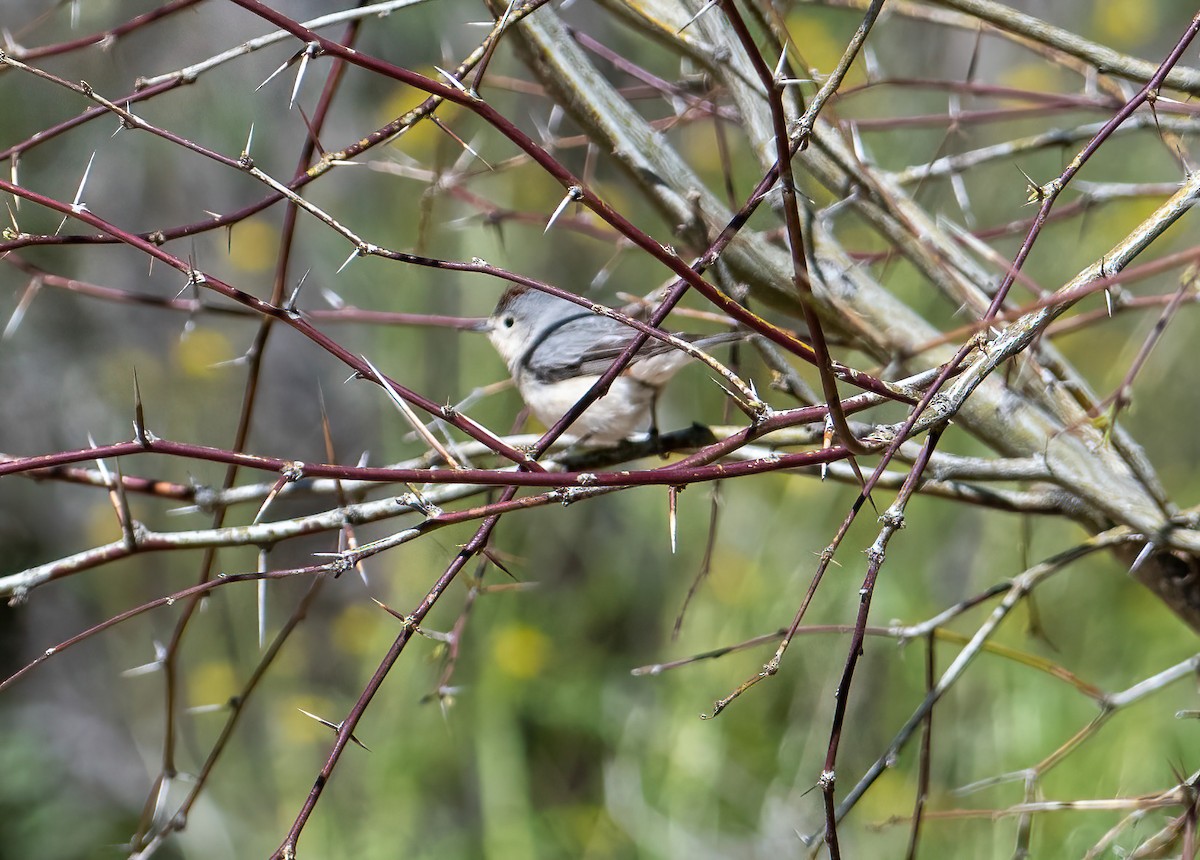 Lucy's Warbler - ML557621791