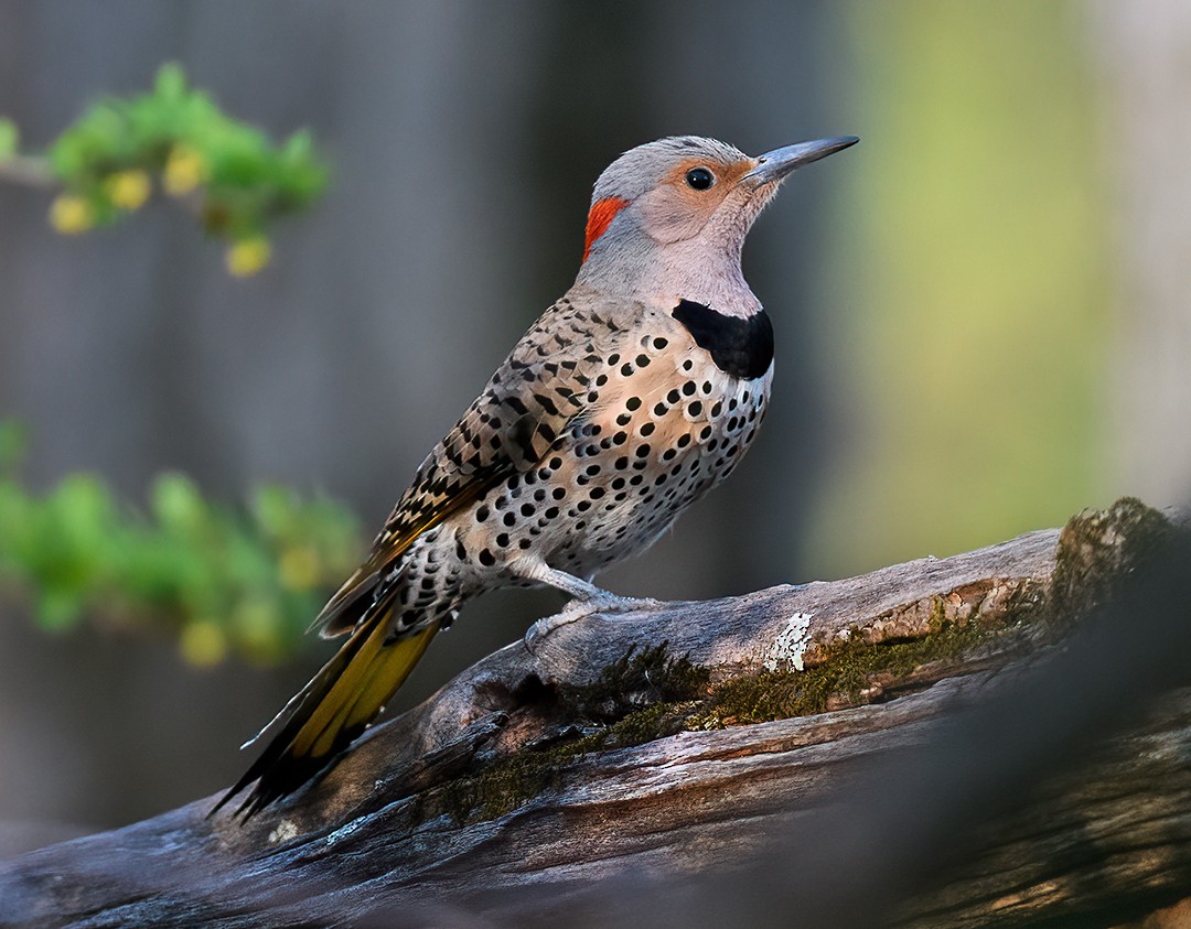 Northern Flicker - ML557621901