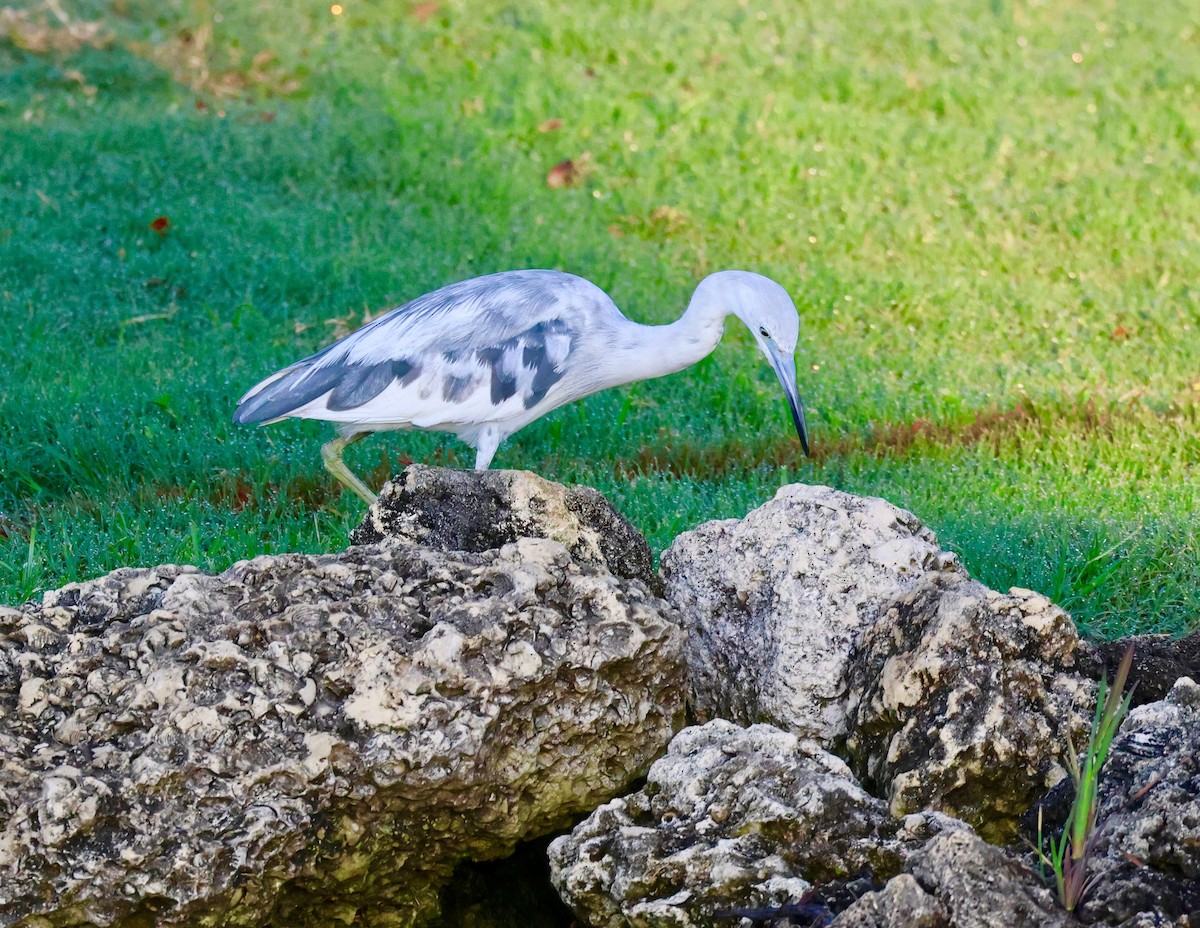 Little Blue Heron - Harold Brewer