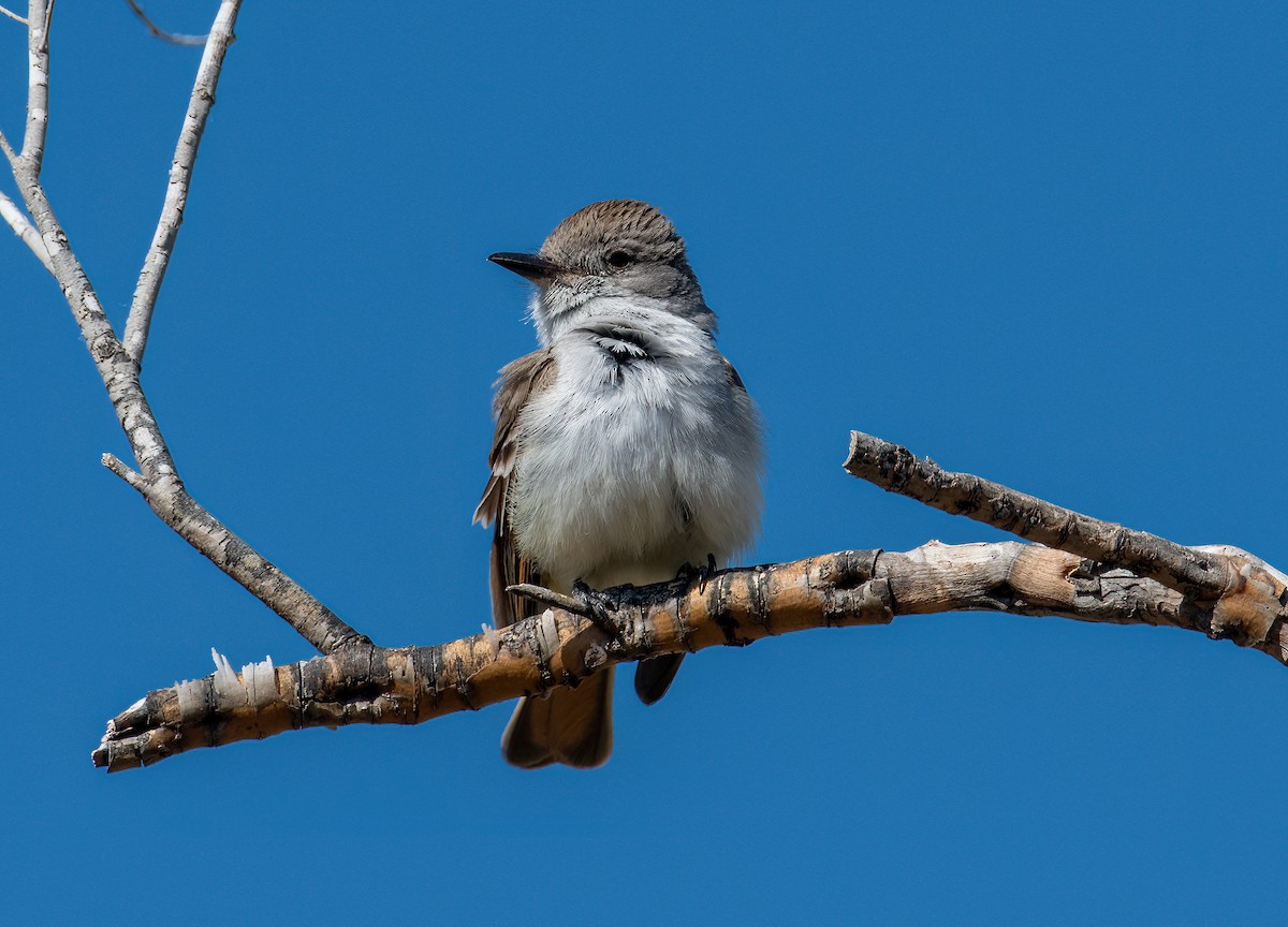 Ash-throated Flycatcher - ML557622371