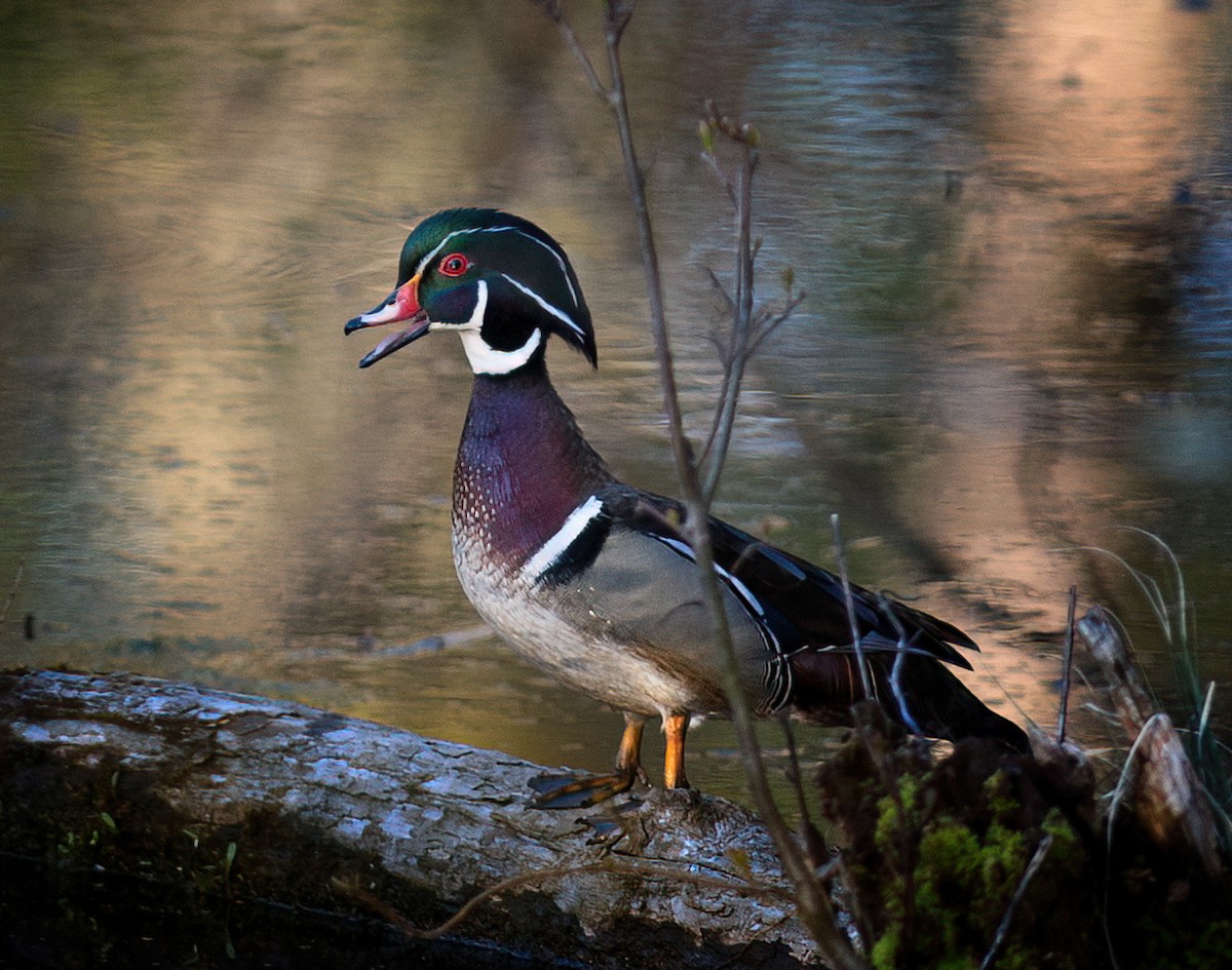 Wood Duck - ML557624381