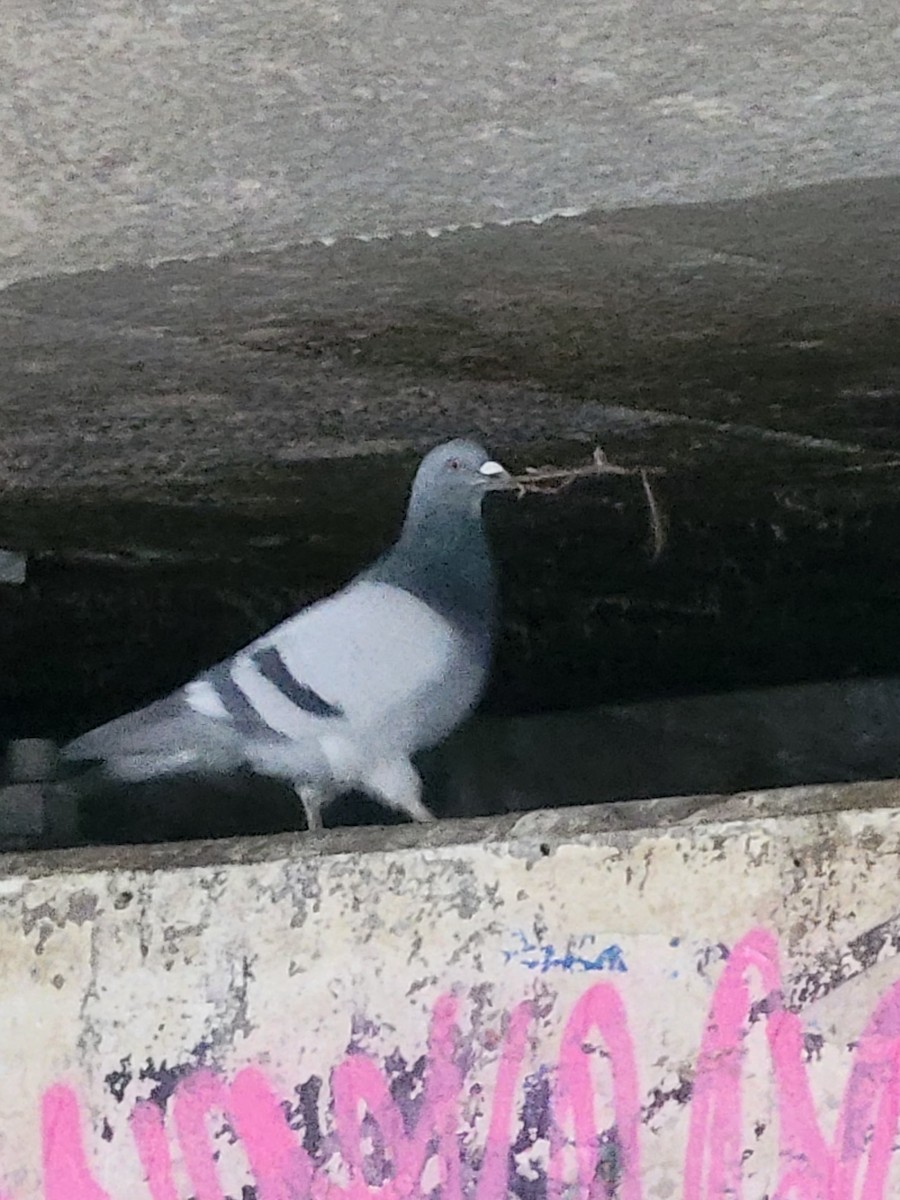 Rock Pigeon (Feral Pigeon) - ML557625611