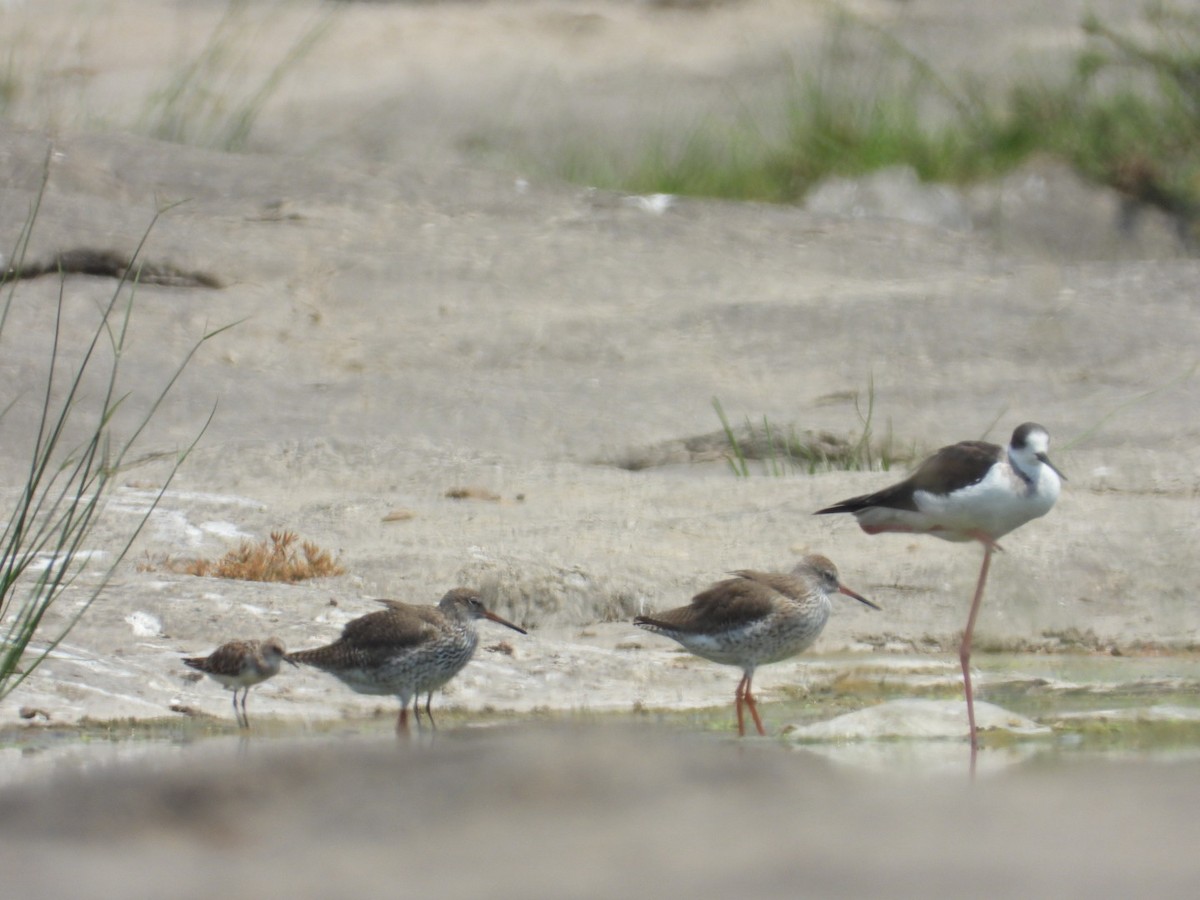 Common Redshank - ML557625701