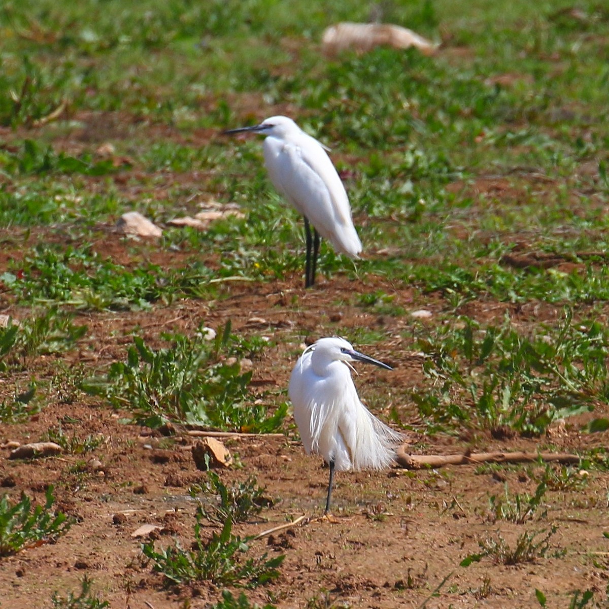 Little Egret - ML557626601