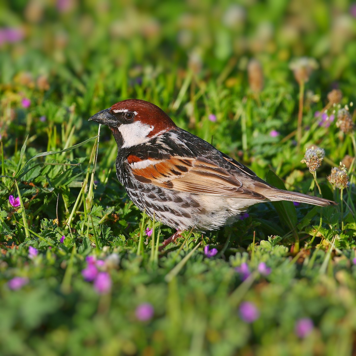 Spanish Sparrow - ML557626691