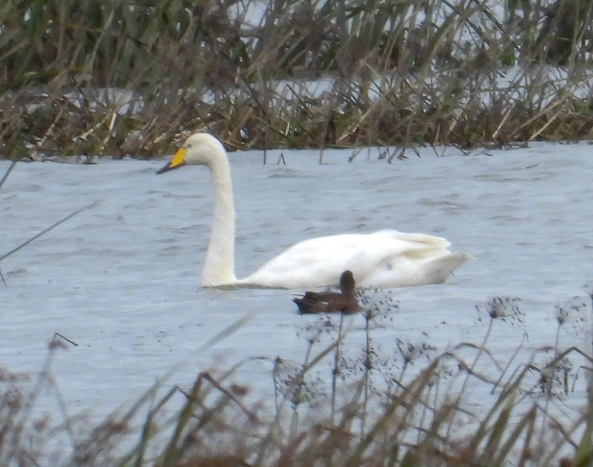 Whooper Swan - ML557627911