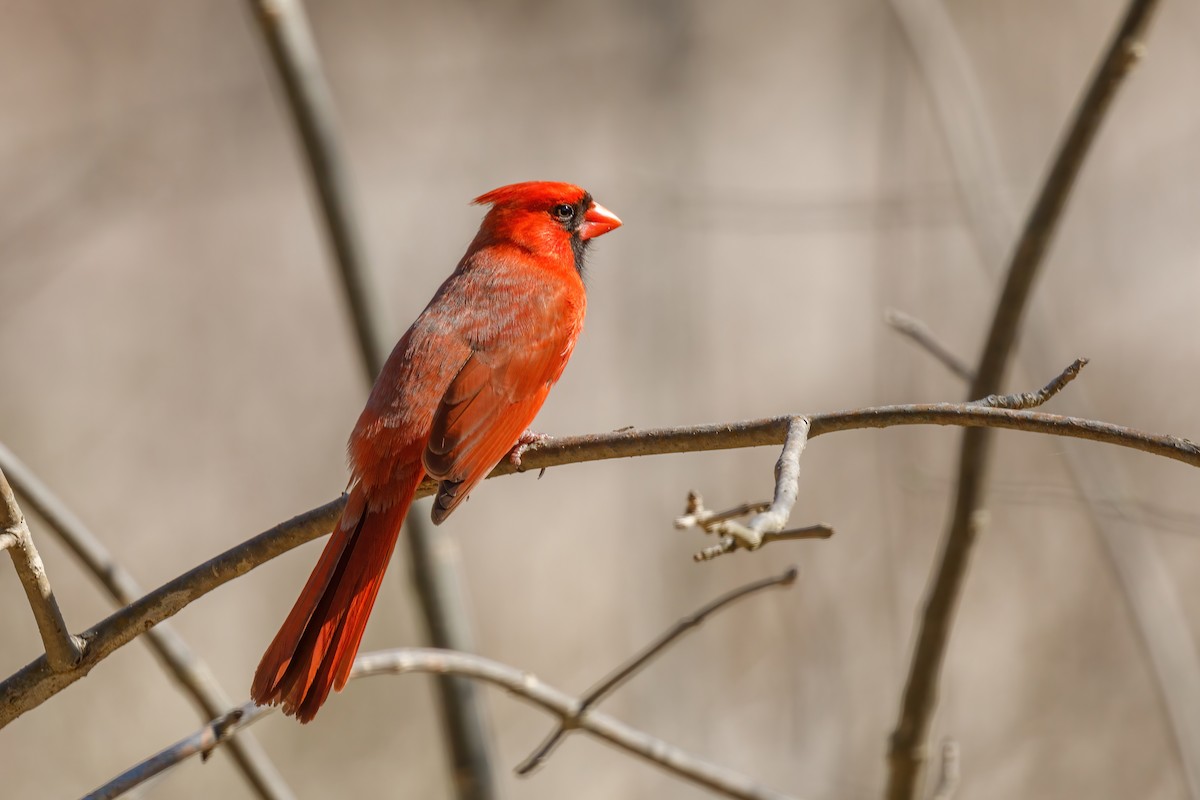 Northern Cardinal - ML557628281