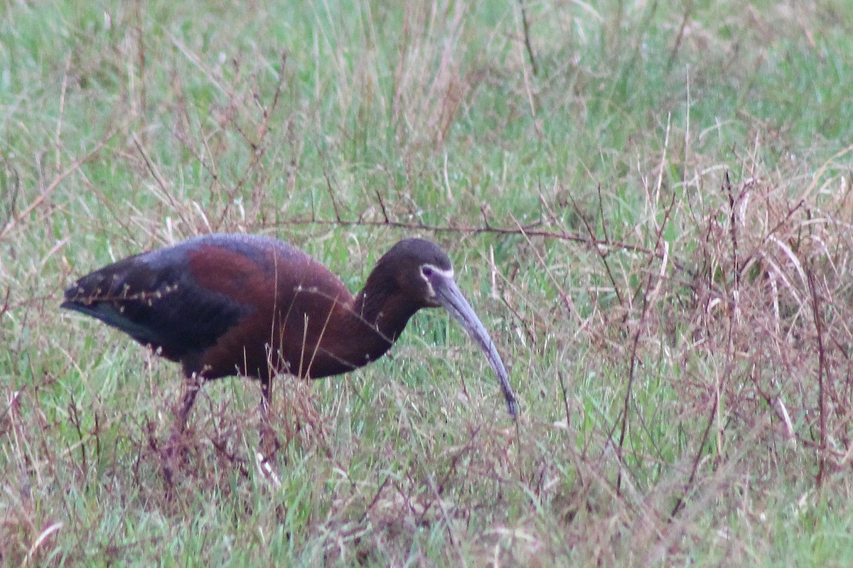 White-faced Ibis - ML55762931