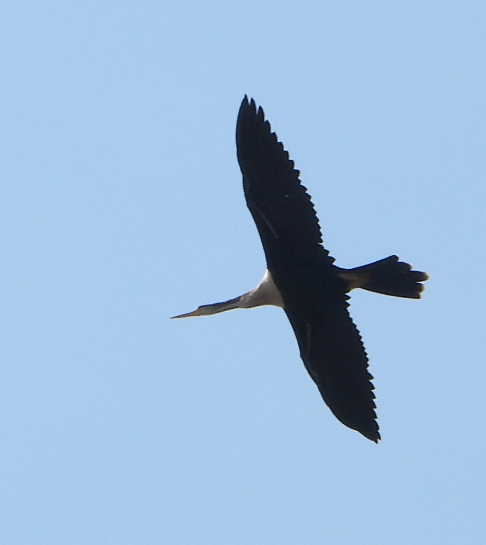 Anhinga - ML557629531