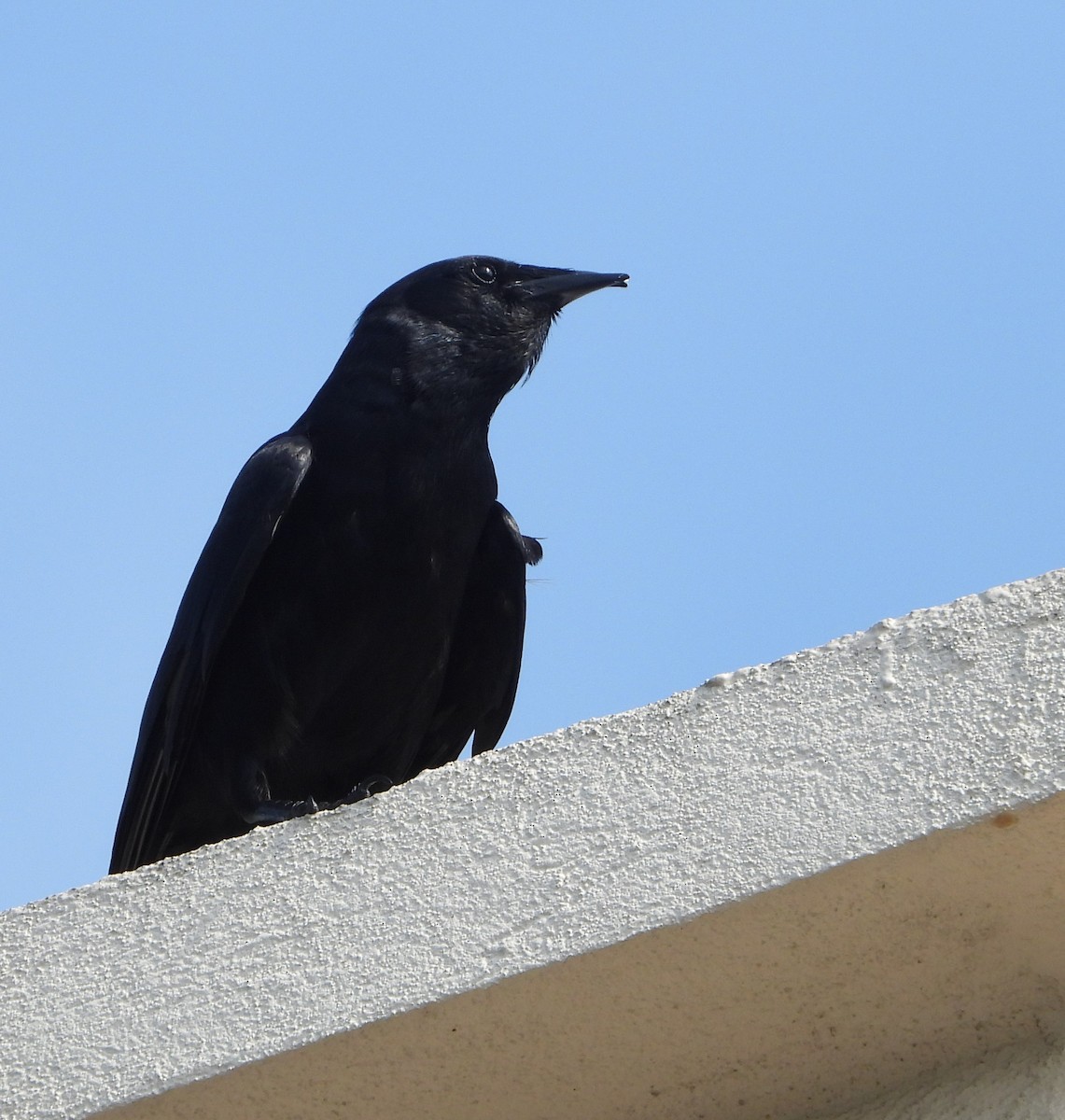 Fish Crow - ML557629811