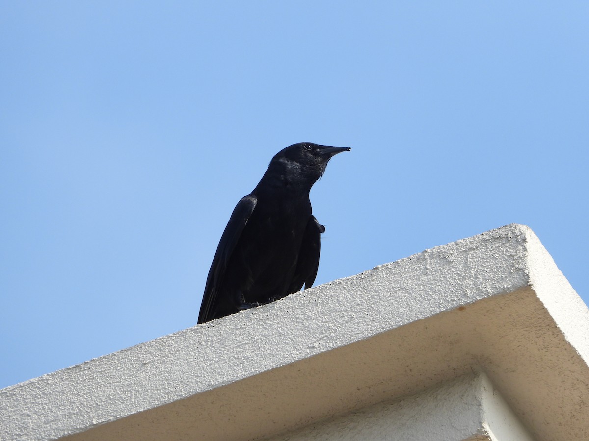 Fish Crow - ML557629831