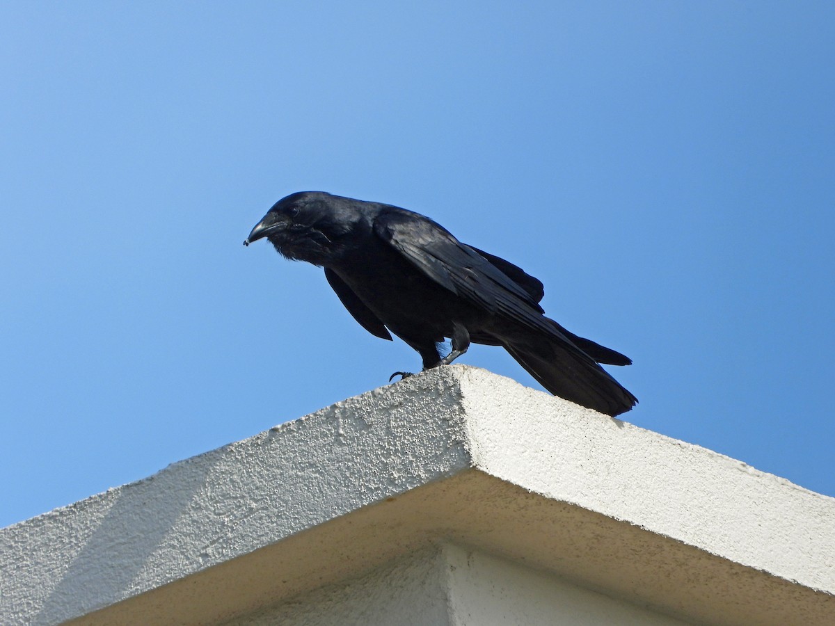 Fish Crow - ML557629841