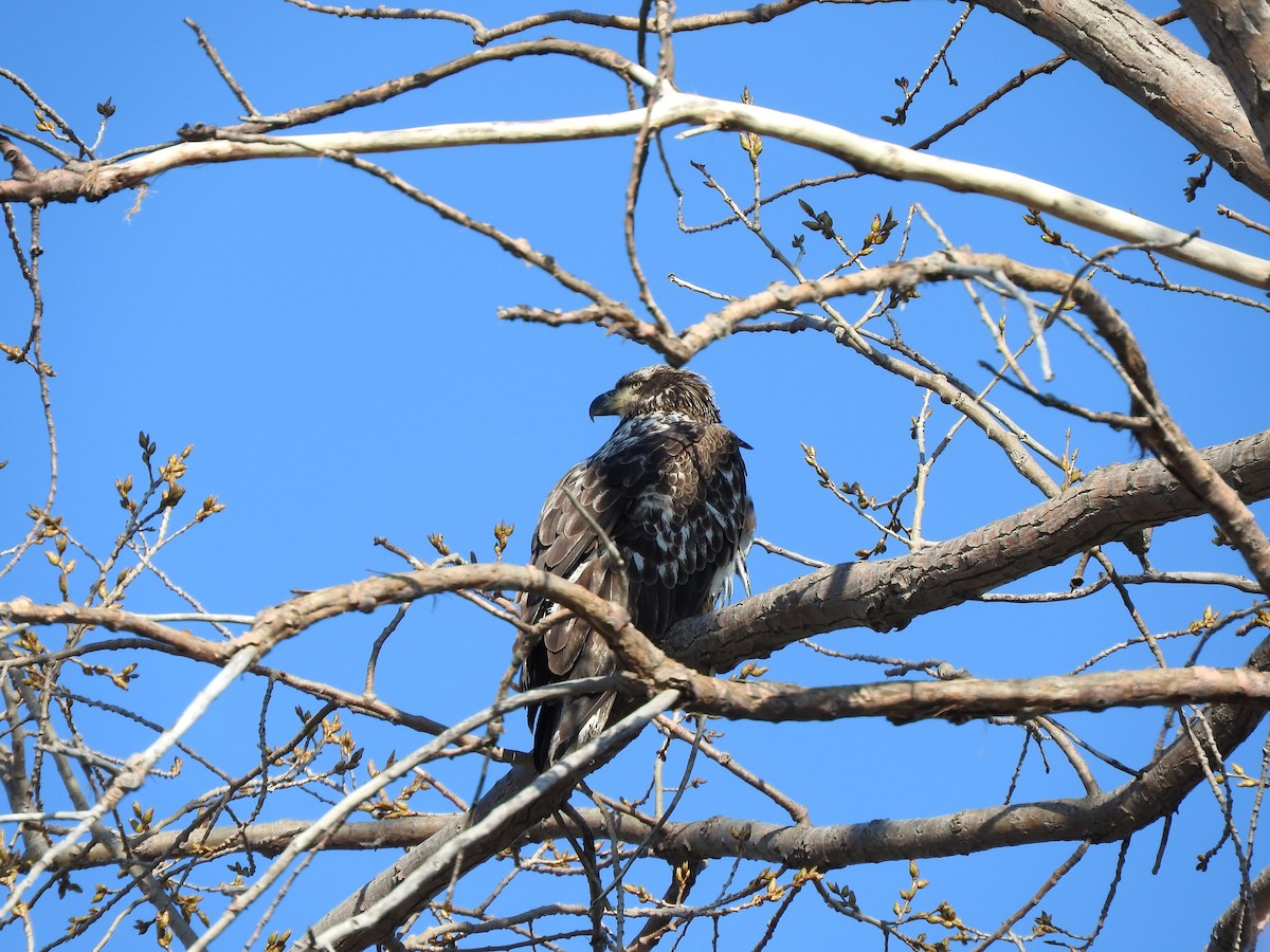 Bald Eagle - Hayden Epp