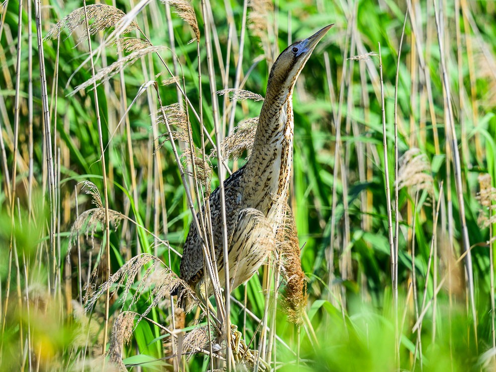 Eurasian Bittern - ML557631841