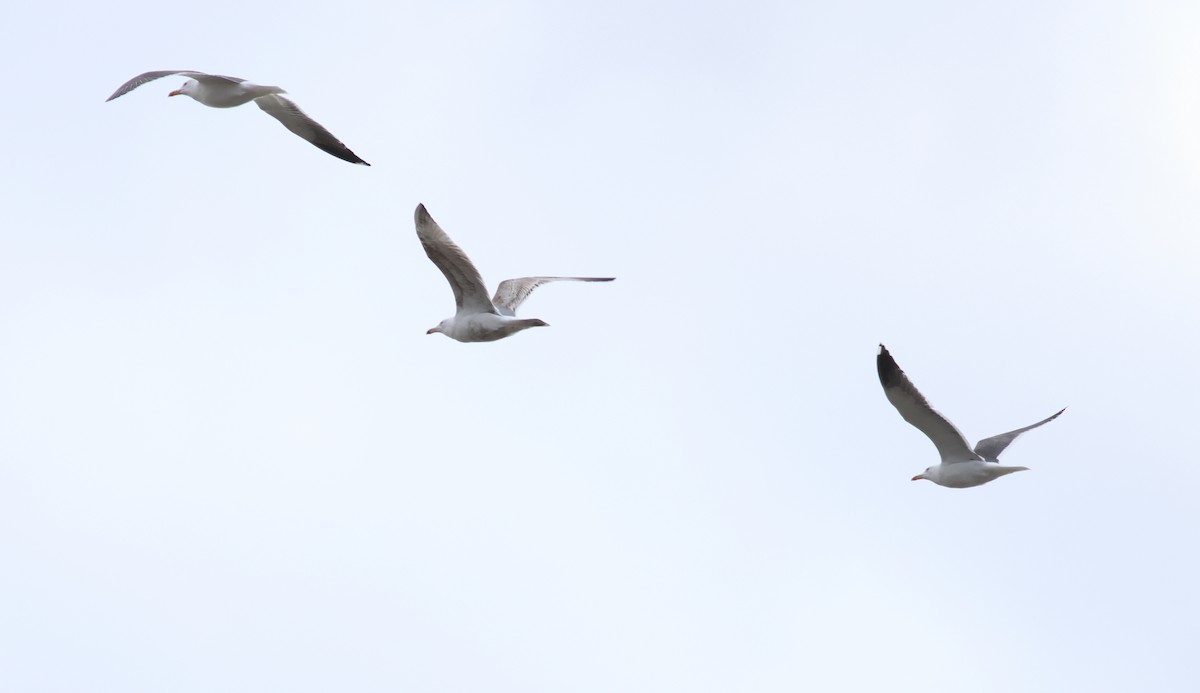 Lesser Black-backed Gull - ML557632691