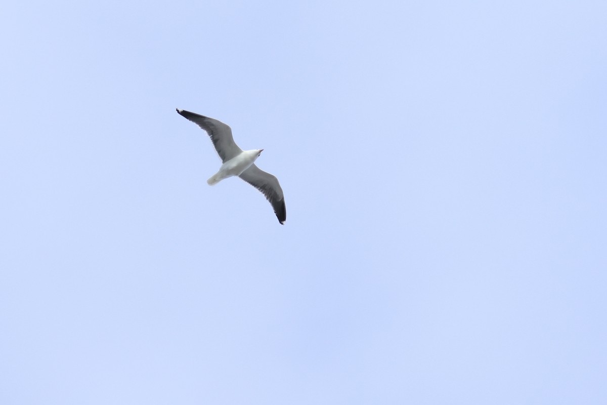 Lesser Black-backed Gull - ML557632891