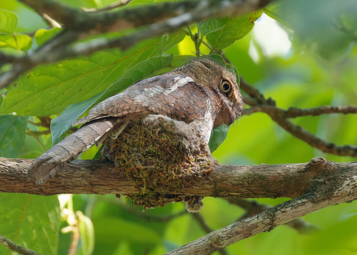 Blyth's Frogmouth (Blyth's) - ML557633141