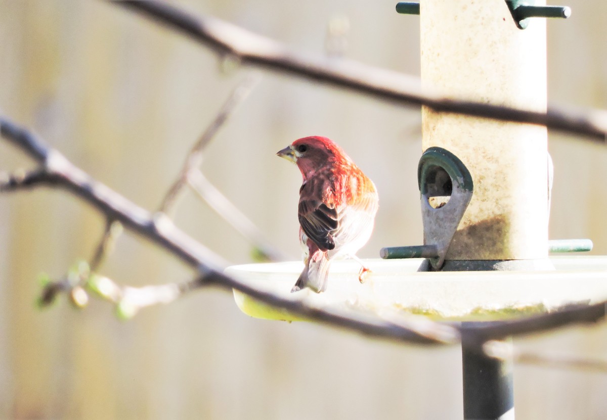 Purple Finch - ML557633431