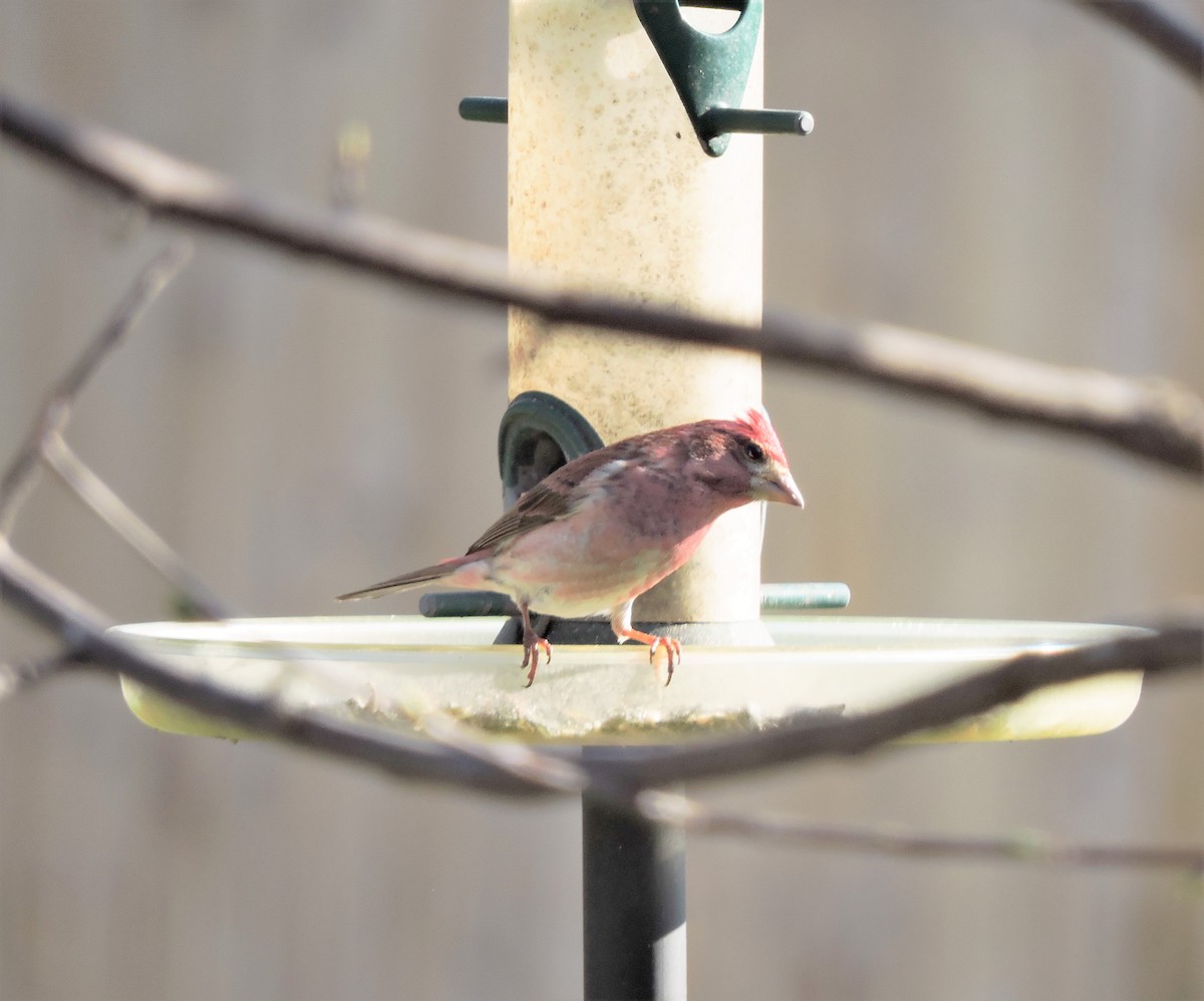 Purple Finch - ML557633441