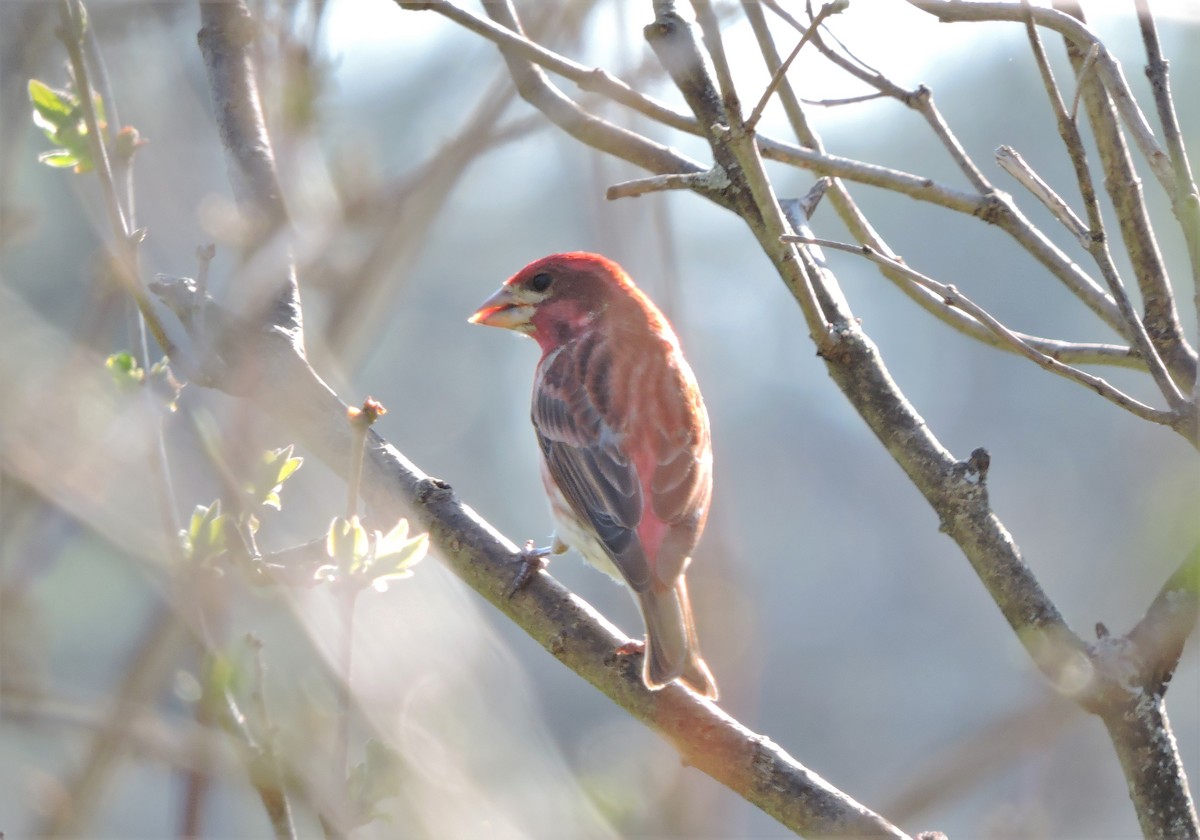 Purple Finch - ML557633481