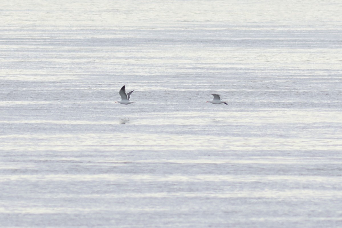 Lesser Black-backed Gull - ML557634121