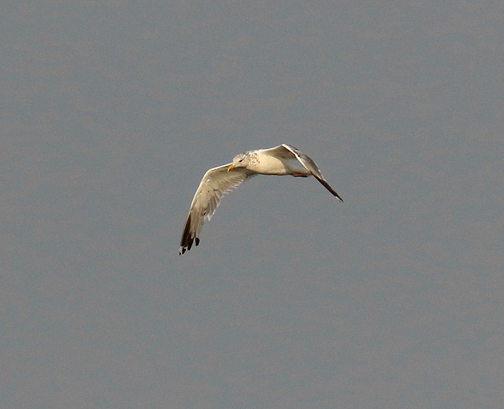 Herring Gull - Ed Thomas