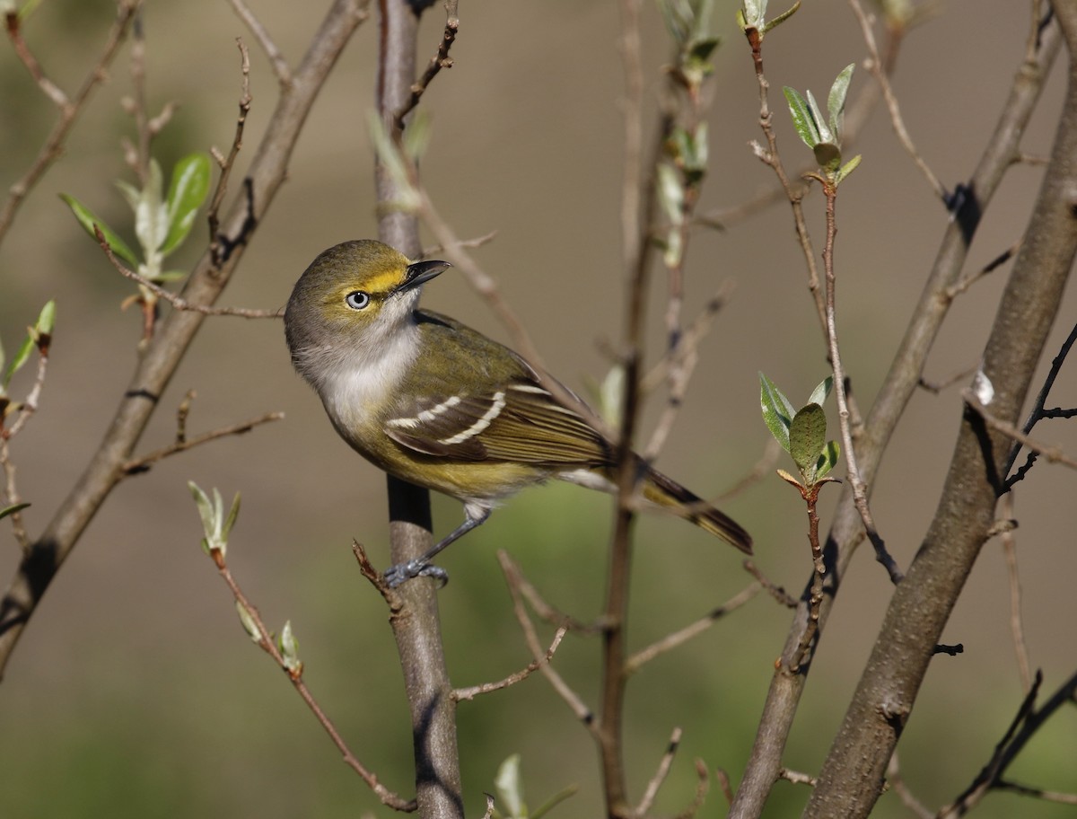 Ak Gözlü Vireo - ML557634261