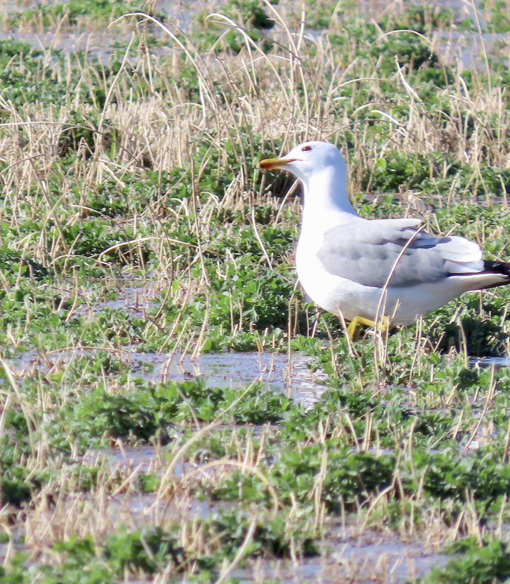 Gaviota Californiana - ML557634361