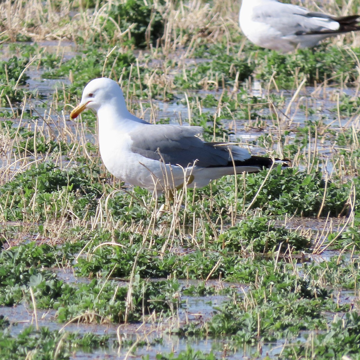 California Gull - ML557634371